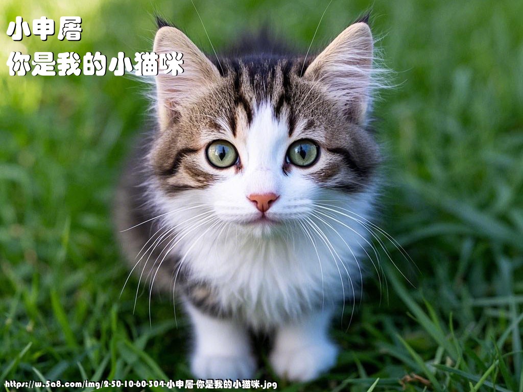 小申屠你是我的小猫咪搞笑图片