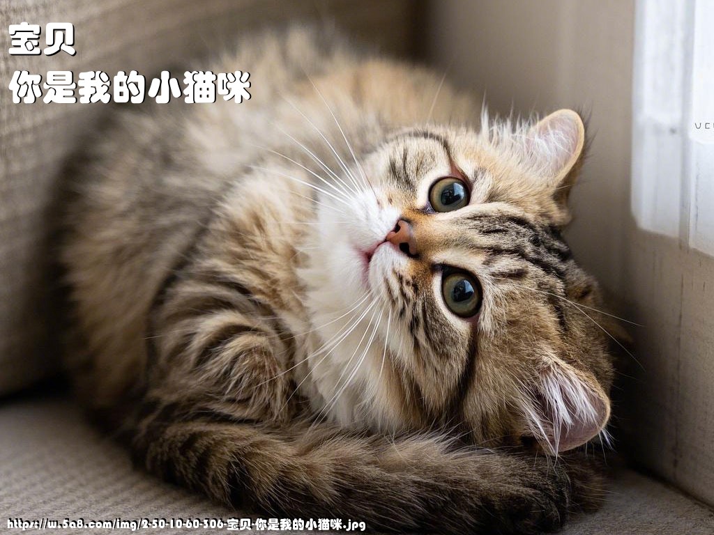 宝贝你是我的小猫咪搞笑图片